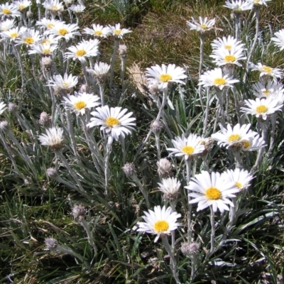 Celmisia costiniana (Costin's Snow Daisy) at Geehi, NSW - 28 Dec 2021 by MatthewFrawley