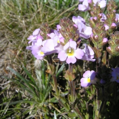 Euphrasia collina subsp. diversicolor (Variable Eyebright) at Kosciuszko National Park - 28 Dec 2021 by MatthewFrawley