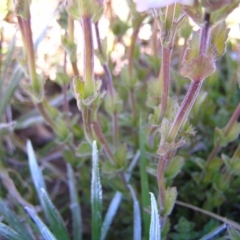 Euphrasia collina subsp. diversicolor at Geehi, NSW - 29 Dec 2021