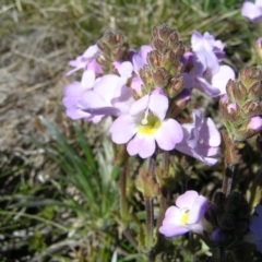 Euphrasia collina subsp. diversicolor at Geehi, NSW - 29 Dec 2021 09:58 AM