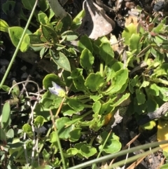 Viola improcera (Dwarf Violet) at Cotter River, ACT - 22 Dec 2021 by Tapirlord