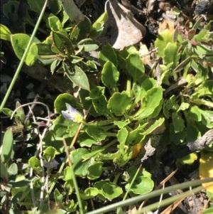 Viola improcera at Cotter River, ACT - 22 Dec 2021