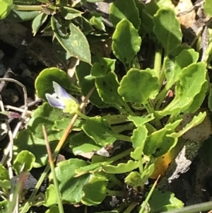 Viola improcera at Cotter River, ACT - 22 Dec 2021 09:08 AM