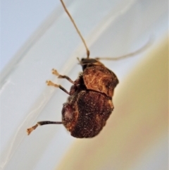 Cadmus (Brachycaulus) ferrugineus at Cook, ACT - 2 Jan 2022