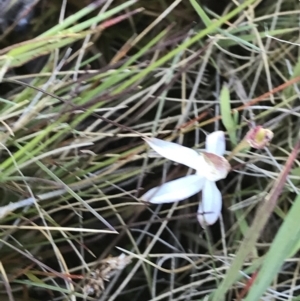 Caladenia sp. at Cotter River, ACT - 22 Dec 2021