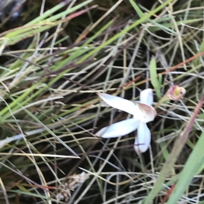 Caladenia sp. (A Caladenia) at Cotter River, ACT - 21 Dec 2021 by Tapirlord