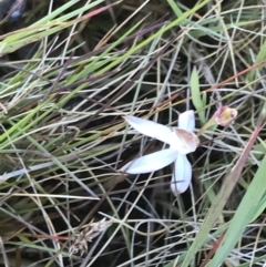 Caladenia sp. at Cotter River, ACT - 22 Dec 2021