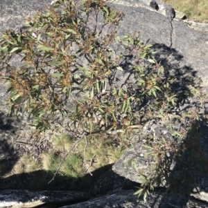 Eucalyptus pauciflora subsp. debeuzevillei at Cotter River, ACT - 22 Dec 2021