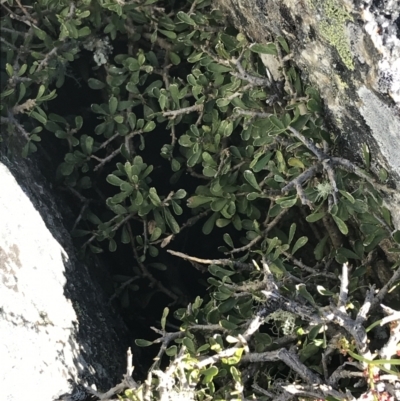 Melicytus angustifolius subsp. divaricatus (Divaricate Tree Violet) at Rendezvous Creek, ACT - 22 Dec 2021 by Tapirlord