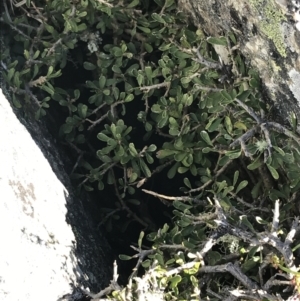 Melicytus angustifolius subsp. divaricatus at Rendezvous Creek, ACT - 22 Dec 2021