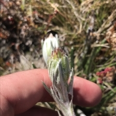 Celmisia tomentella (Common Snow Daisy) at Rendezvous Creek, ACT - 22 Dec 2021 by Tapirlord