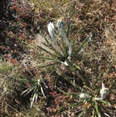 Celmisia tomentella at Rendezvous Creek, ACT - 22 Dec 2021 09:27 AM