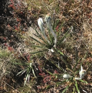 Celmisia tomentella at Rendezvous Creek, ACT - 22 Dec 2021 09:27 AM