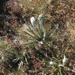 Celmisia tomentella at Rendezvous Creek, ACT - 22 Dec 2021 09:27 AM