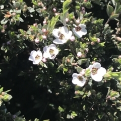 Gaudium namadgiense (Namadgi Tea-tree) at Cotter River, ACT - 22 Dec 2021 by Tapirlord