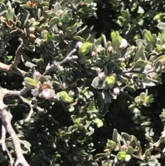 Leptospermum namadgiensis at Cotter River, ACT - 22 Dec 2021