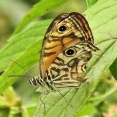 Geitoneura acantha (Ringed Xenica) at Gigerline Nature Reserve - 2 Jan 2022 by JohnBundock