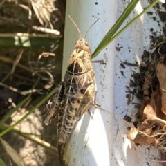 Perunga ochracea (Perunga grasshopper, Cross-dressing Grasshopper) at Wandiyali-Environa Conservation Area - 2 Jan 2022 by Wandiyali