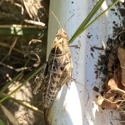 Perunga ochracea (Perunga grasshopper, Cross-dressing Grasshopper) at QPRC LGA - 2 Jan 2022 by Wandiyali