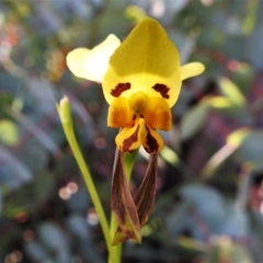 Diuris sulphurea (Tiger Orchid) at Booth, ACT - 2 Jan 2022 by JohnBundock