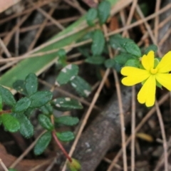 Hibbertia aspera subsp. aspera at Tura Beach, NSW - 28 Dec 2021 by KylieWaldon