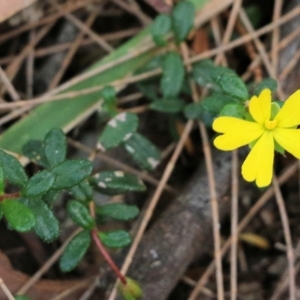 Hibbertia aspera subsp. aspera at Tura Beach, NSW - 29 Dec 2021 09:53 AM