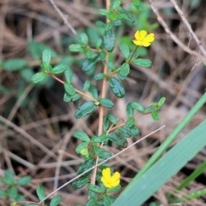 Hibbertia aspera subsp. aspera at Tura Beach, NSW - 29 Dec 2021