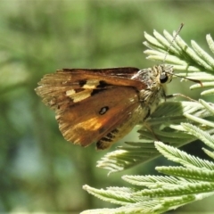 Trapezites eliena (Orange Ochre) at Booth, ACT - 2 Jan 2022 by JohnBundock