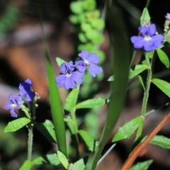 Dampiera stricta (Blue Dampiera) at Tura Beach, NSW - 28 Dec 2021 by KylieWaldon