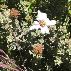 Olearia brevipedunculata (Dusty Daisy Bush) at Rendezvous Creek, ACT - 21 Dec 2021 by Tapirlord