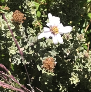 Olearia brevipedunculata at Rendezvous Creek, ACT - 22 Dec 2021