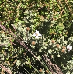 Olearia brevipedunculata at Rendezvous Creek, ACT - 22 Dec 2021