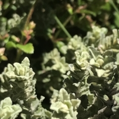 Olearia brevipedunculata at Rendezvous Creek, ACT - 22 Dec 2021