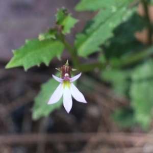 Lobelia purpurascens at Tura Beach, NSW - 29 Dec 2021 09:58 AM