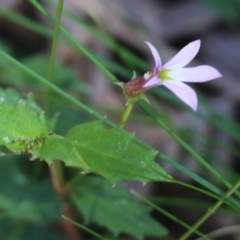 Lobelia purpurascens at Tura Beach, NSW - 29 Dec 2021