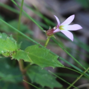 Lobelia purpurascens at Tura Beach, NSW - 29 Dec 2021