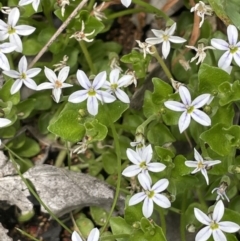 Lobelia pedunculata (Matted Pratia) at Booth, ACT - 1 Jan 2022 by JaneR