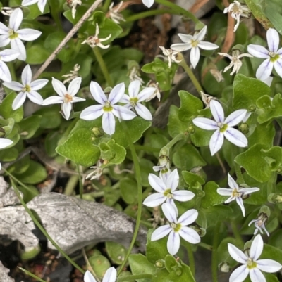 Lobelia pedunculata (Matted Pratia) at Booth, ACT - 1 Jan 2022 by JaneR