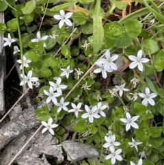 Lobelia pedunculata at Booth, ACT - 1 Jan 2022