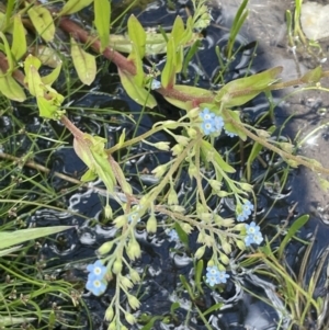 Myosotis laxa subsp. caespitosa at Booth, ACT - 1 Jan 2022