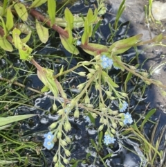 Myosotis laxa subsp. caespitosa (Water Forget-me-not) at Booth, ACT - 1 Jan 2022 by JaneR