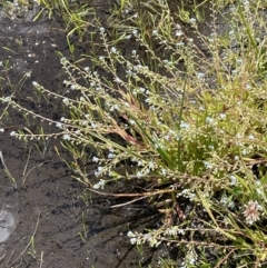 Myosotis laxa subsp. caespitosa at Booth, ACT - 1 Jan 2022