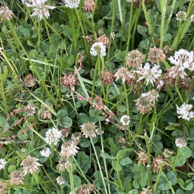 Trifolium repens (White Clover) at Booth, ACT - 1 Jan 2022 by JaneR