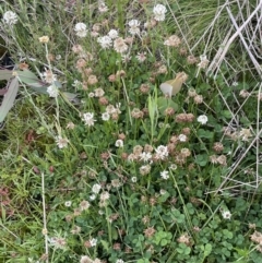 Trifolium repens at Booth, ACT - 1 Jan 2022