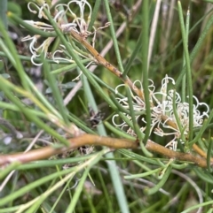 Hakea microcarpa (Small-fruit Hakea) at Booth, ACT - 1 Jan 2022 by JaneR