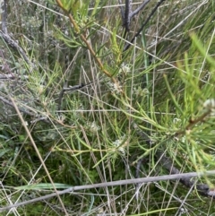 Hakea microcarpa at Booth, ACT - 1 Jan 2022 02:03 PM