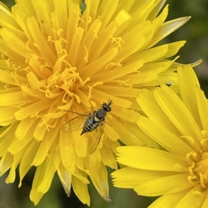 Australiphthiria hilaris at Booth, ACT - 1 Jan 2022