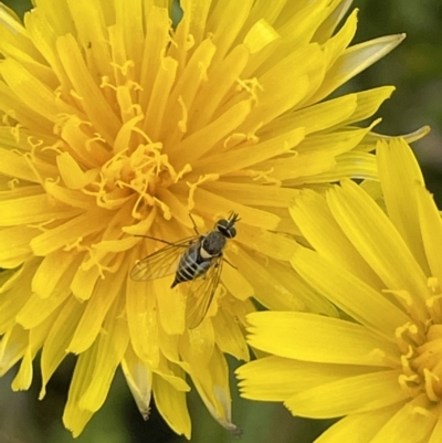 Australiphthiria hilaris (Slender Bee Fly) at Namadgi National Park - 1 Jan 2022 by JaneR