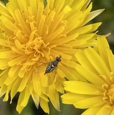 Australiphthiria hilaris (Slender Bee Fly) at Booth, ACT - 1 Jan 2022 by JaneR