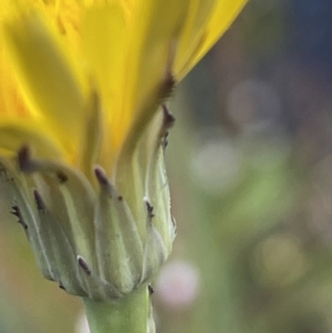 Australiphthiria hilaris at Booth, ACT - 1 Jan 2022